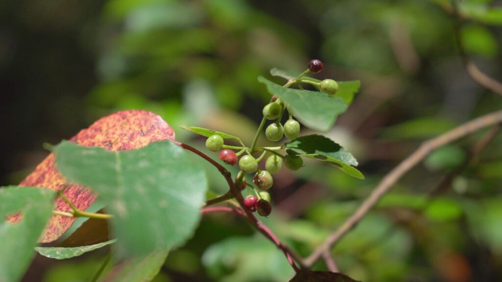 Ramas de maqui con hojas verdes y pequeños frutos oscuros en proceso de maduración, fotografiados en un entorno natural.