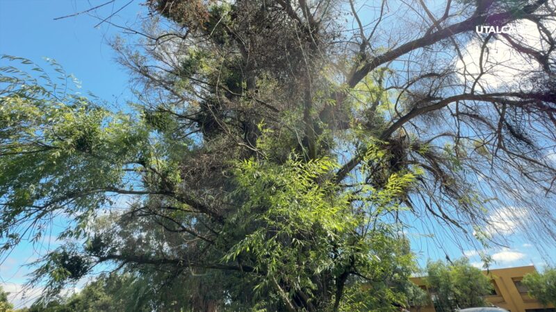 Ramas de quintral creciendo sobre un árbol nativo en la Región del Maule, destacando su follaje verde en entorno natural.