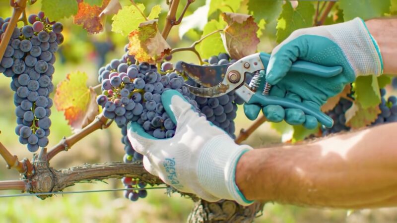Manos con guantes inspeccionando de cerca un racimo de uvas tintas en un viñedo.