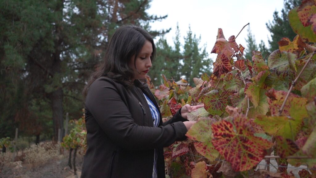 Mujer (Kassandra Cavieres Reyes) inspeccionando un racimo de uvas tintas en un viñedo.